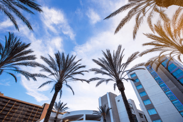 View of palm trees from the ground in Anaheim, California.